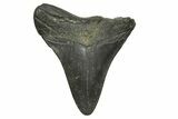 Fossil Megalodon Tooth - South Carolina #370034-1